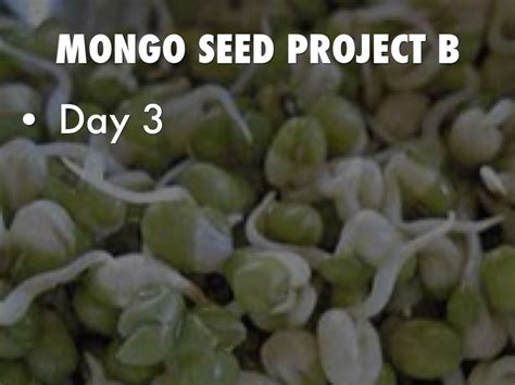 monggo seeds in cotton observation|Stages of the Mongo Seed .